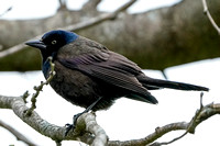 220501_Backyard Birds-23
