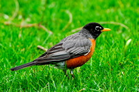 220501_Backyard Birds-2